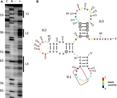 A Dual Interaction Between the 5′- and 3′-Ends of the Melon Necrotic Spot Virus (MNSV) RNA Genome Is Required for Efficient Cap-Independent Translation